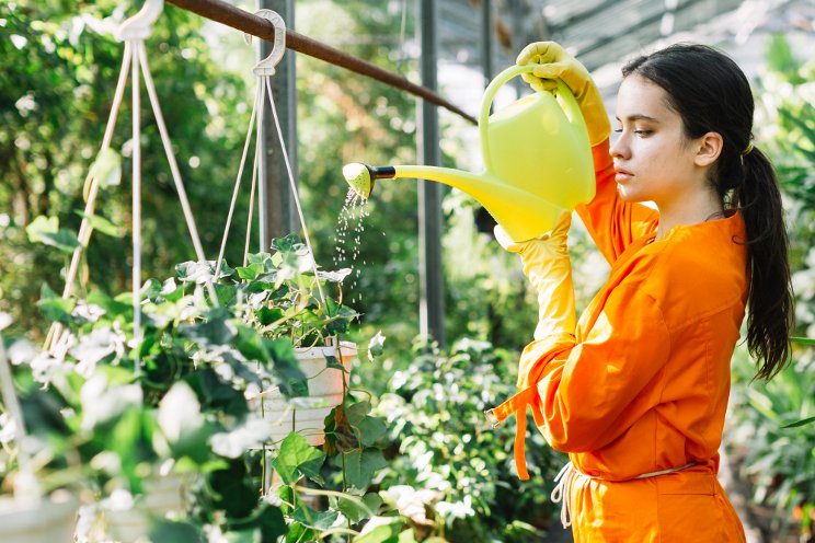 Underwatering gerbera can cause stunted growth