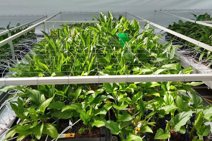 Edible Flowers: Vertical Farming's Blossoming Enterprise - Kroptek Blog
