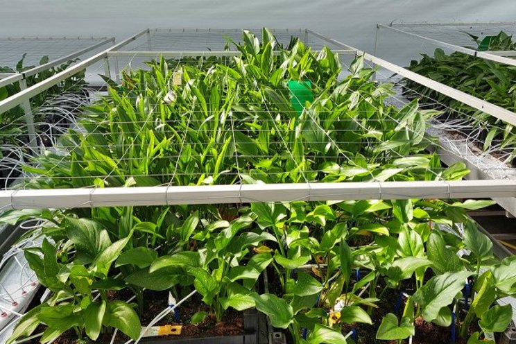 Good results of Fundamental System Leap in Zantedeschia