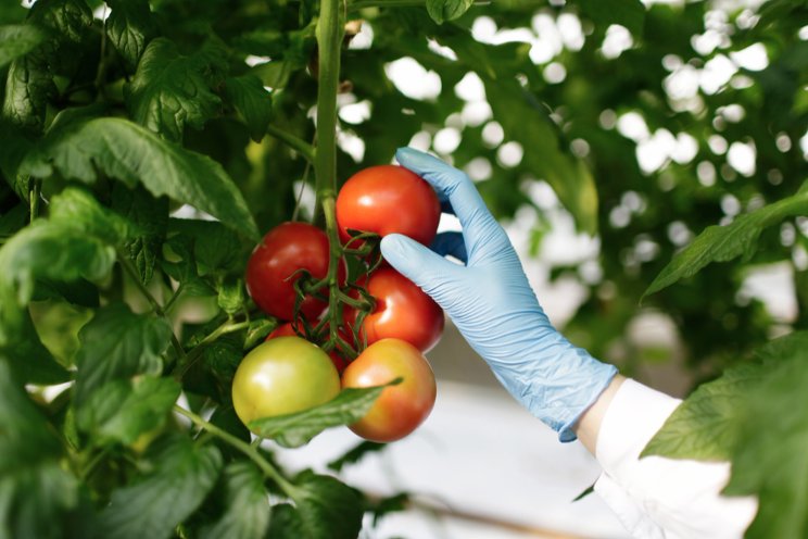New tomato bred to resist pests and curb disease