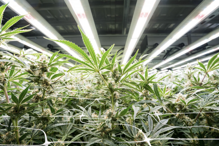 How to use CO2 for optimal cannabis cultivation