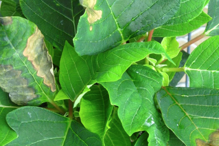 Monitoring leaf and stem disorders in poinsettias Monitoring leaf and stem disorders in poinsettias