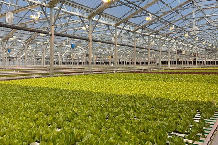 Mastronardi Produce expands Backyard Farms lettuce brand