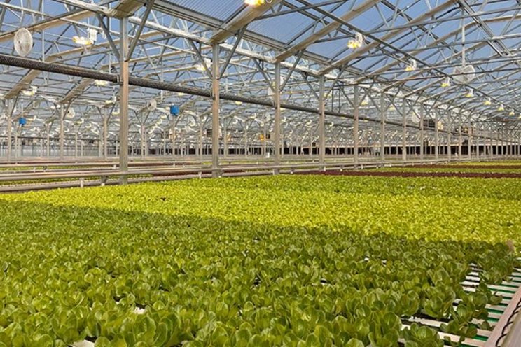Mastronardi Produce expands Backyard Farms lettuce brand Mastronardi Produce expands Backyard Farms lettuce brand