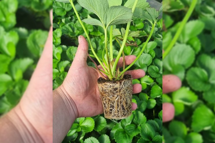 Precision Start: premium peat-free coir Precision Start: premium peat-free coir