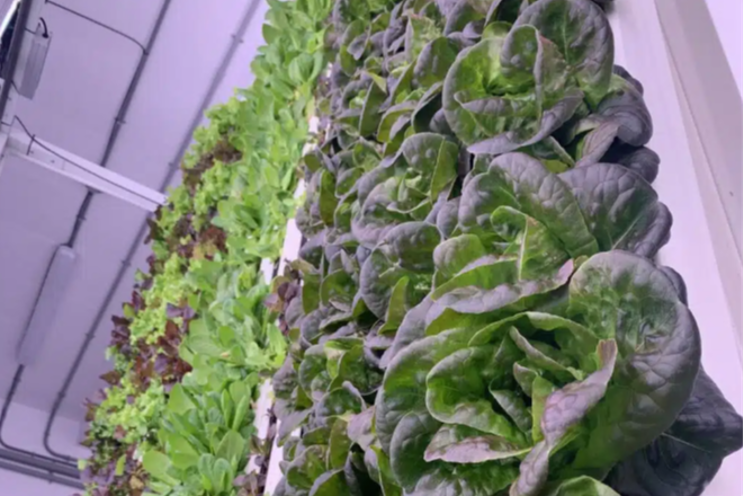 Test, then invest; piloting your vertical farm Test, then invest; piloting your vertical farm