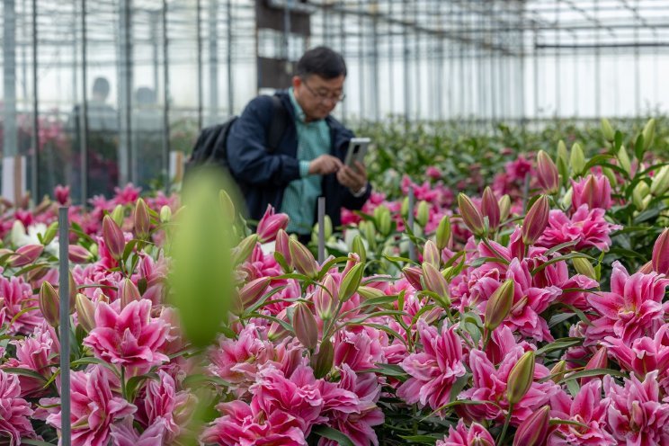 Flourishing lily sector on display during Dutch Lily Days Flourishing lily sector on display during Dutch Lily Days