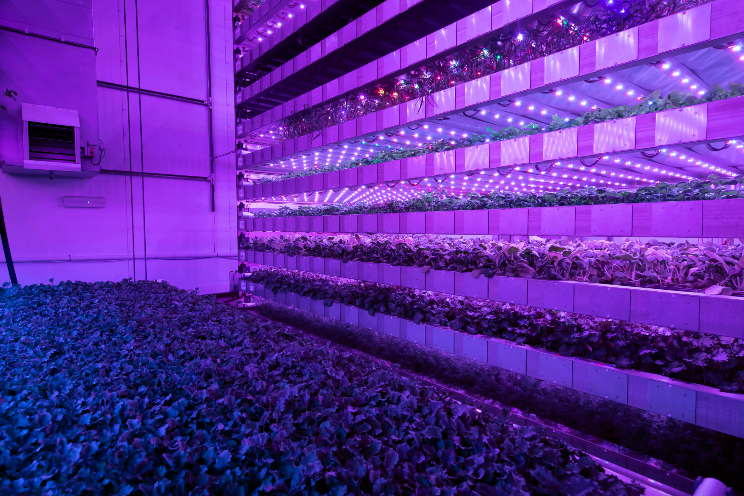 Growing lettuce seedlings with VF: A crop science insight