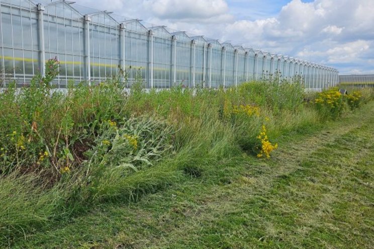20 horti companies testing biodiversity strips next to their greenhouses 20 horti companies testing biodiversity strips next to their greenhouses