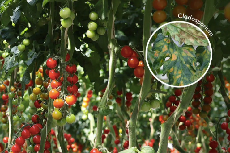 New product to protect Moroccan tomatoes from Cladosporium