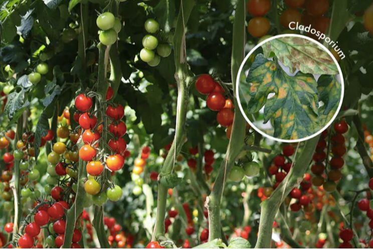 New product to protect Moroccan tomatoes from Cladosporium New product to protect Moroccan tomatoes from Cladosporium
