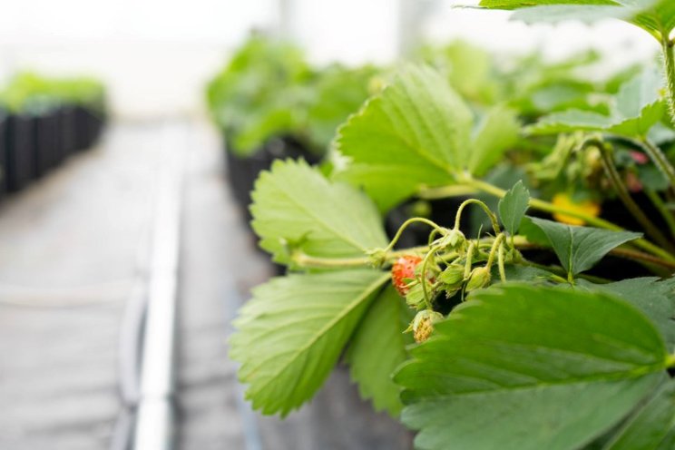 Researchers land $1M to grow berries year-round Researchers land $1M to grow berries year-round