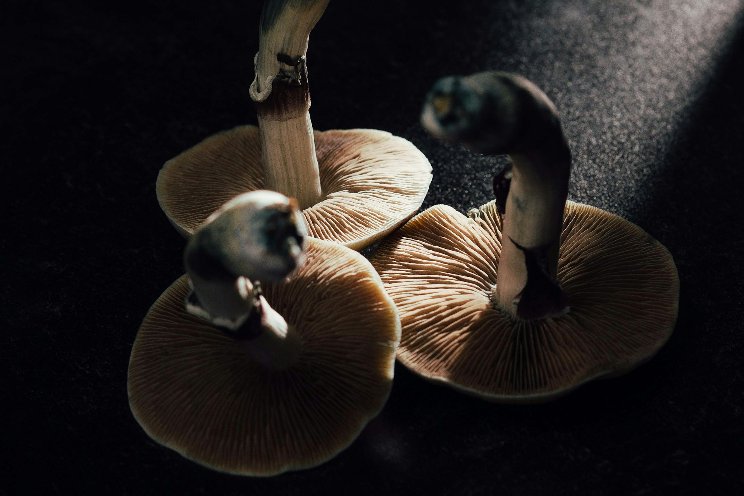 How President Biden could reschedule psilocybin like marijuana How President Biden could reschedule psilocybin like marijuana
