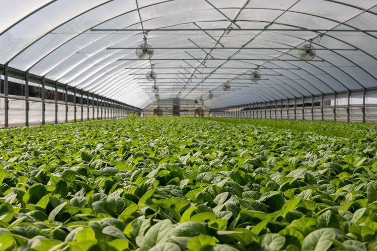How can aeroponics increase productivity in greenhouses?