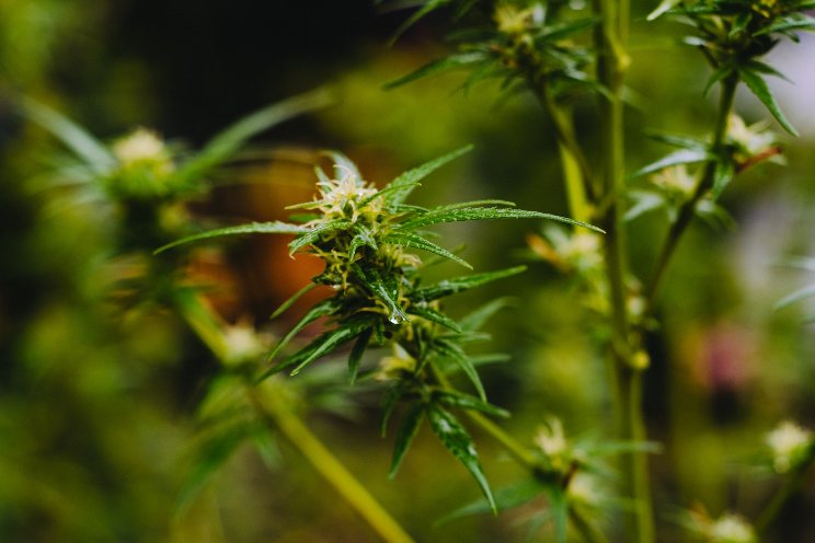Weed to improve your mental health? Not so fast Weed to improve your mental health? Not so fast