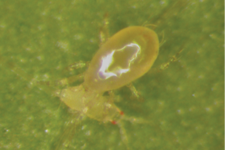 Is it mite murder? Is it mite murder?