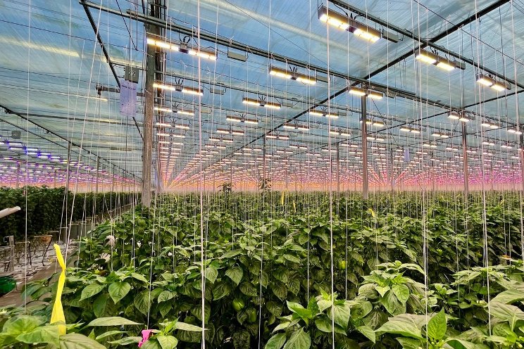 Smart greenhouse with dynamic LED lighting
