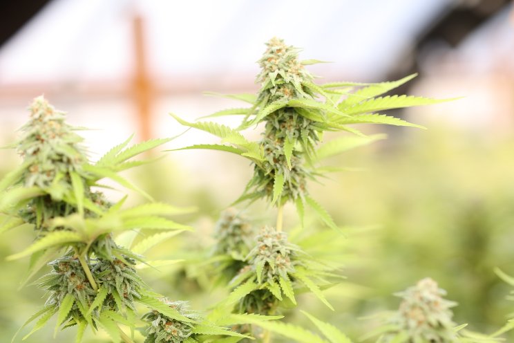 Israeli firm reports rise in medical cannabis patient numbers Israeli firm reports rise in medical cannabis patient numbers