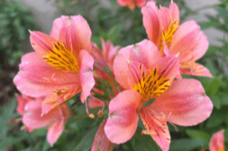 Cornell University introduces new, winter-hardy Alstroemeria Cornell University introduces new, winter-hardy Alstroemeria