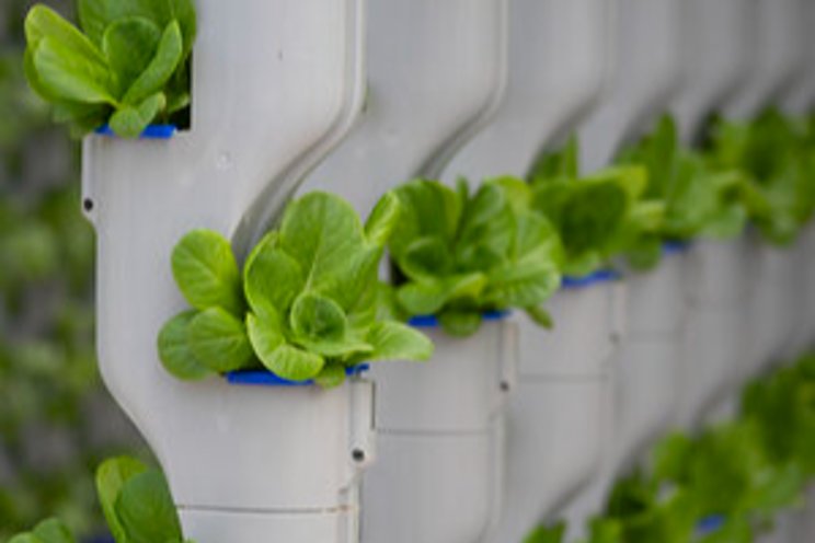 Hydroponic lettuce: Everything you need to know