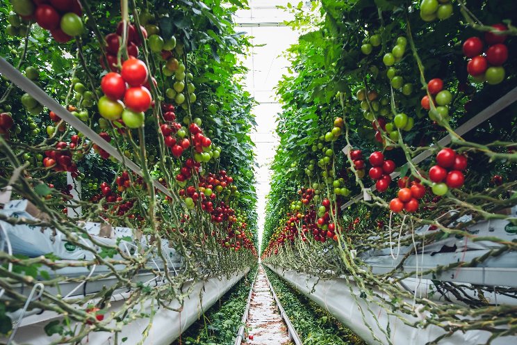 The trends driving fresh produce into 2024 The trends driving fresh produce into 2024