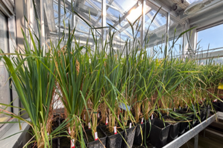 Agroscope tests new wheat for fungal resistance Agroscope tests new wheat for fungal resistance