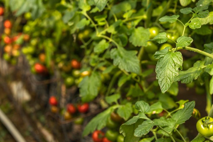 Global virus devastates Ontario tomato crops Global virus devastates Ontario tomato crops