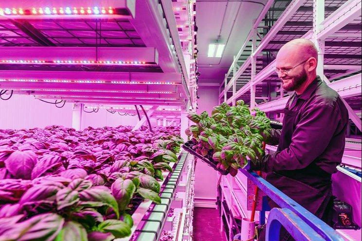 The Wall: A new generation of indoor farming