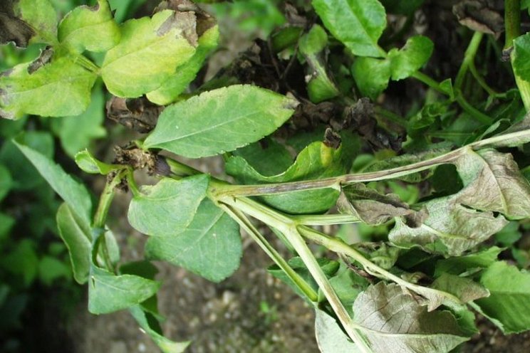 Dahlia pests to monitor in your greenhouse Dahlia pests to monitor in your greenhouse