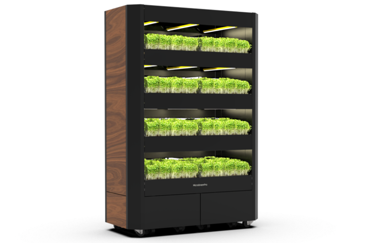 Microgreens sprouting in Czech Republik Microgreens sprouting in Czech Republik