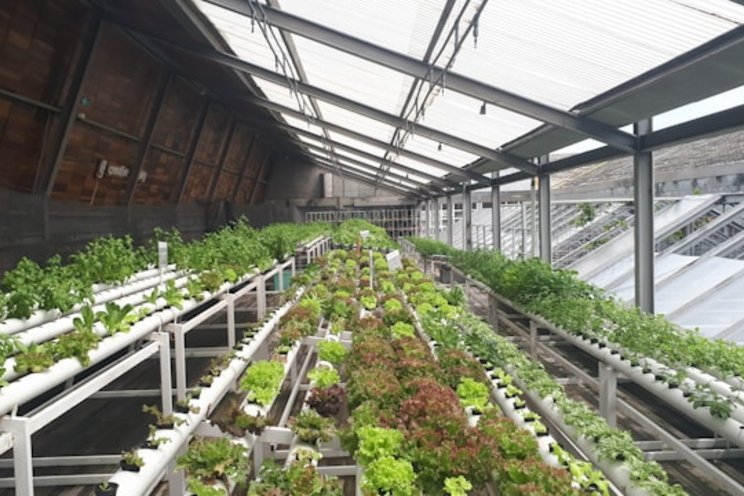 Aeroponics: The future of waterless farming Aeroponics: The future of waterless farming