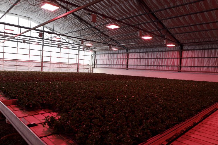 LED lights dawn massively on horticulture
