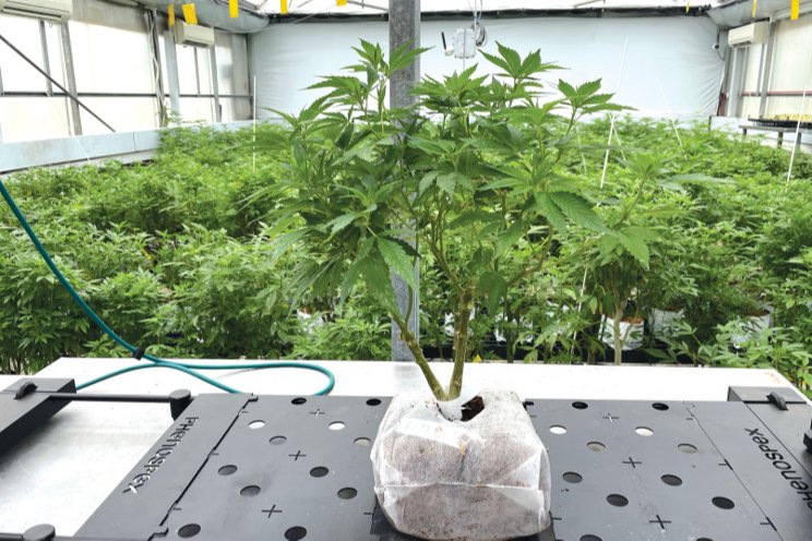 Israeli patients lose medical marijuana licencing Israeli patients lose medical marijuana licencing