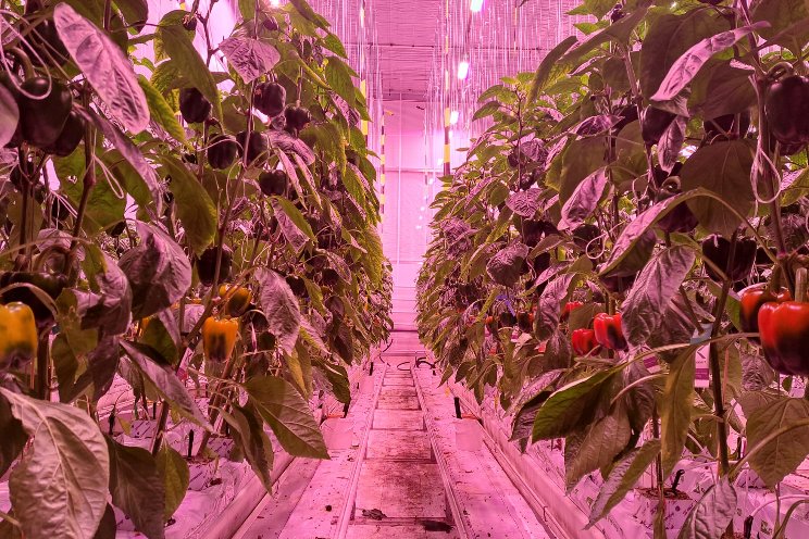 Sollum and Deplhy to advance grow light and irrigation strategies