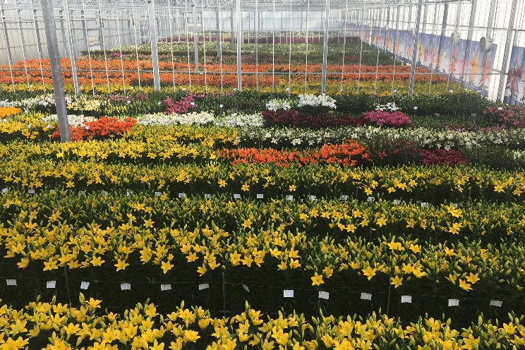 New lilies trends generate interest