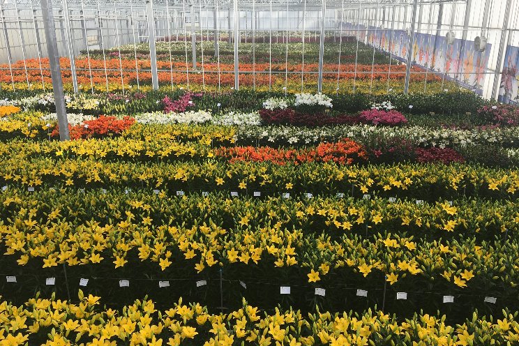 New lilies trends generate interest New lilies trends generate interest