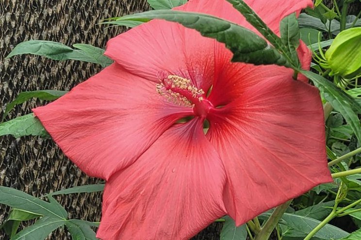 A new frontier in hardy hibiscus breeding