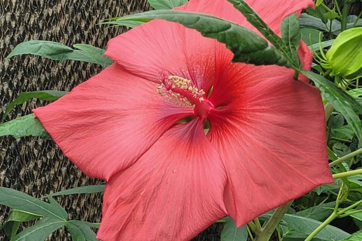 A new frontier in hardy hibiscus breeding A new frontier in hardy hibiscus breeding