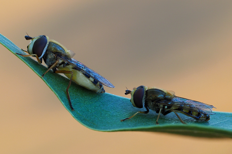 The right choice for early aphid control