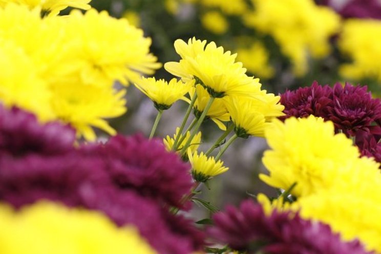 Impact of CO2 on chrysanthemum cultivation mapped out