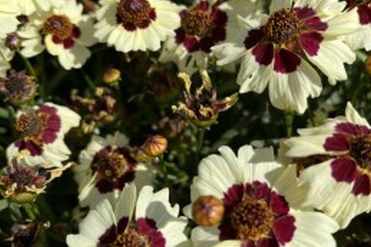 Two Gold Medal-Winning plants from Fleuroselect