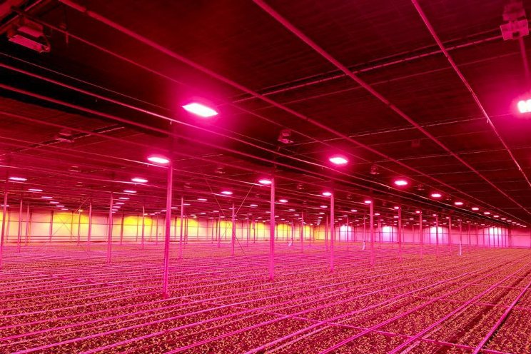 Philips GrowWise allow Huisman Chrysanten to light more effectively Philips GrowWise allow Huisman Chrysanten to light more effectively