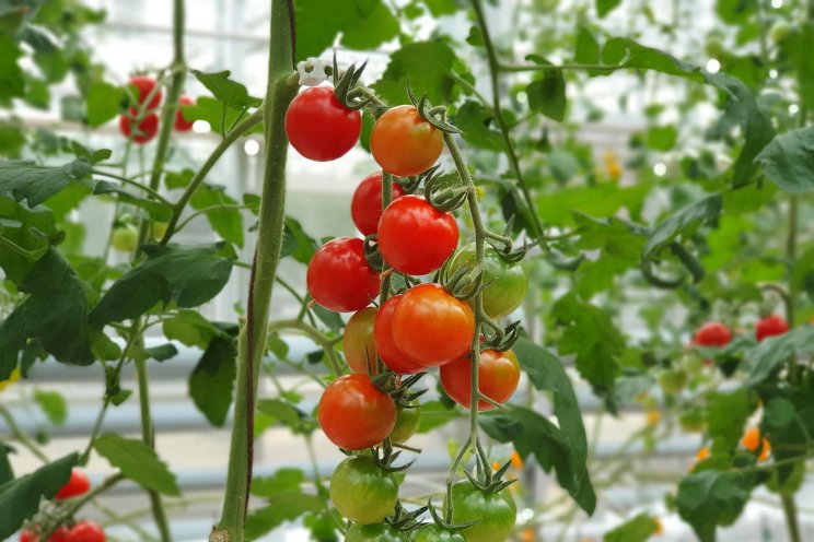Managing key nutrients in greenhouse tomato production