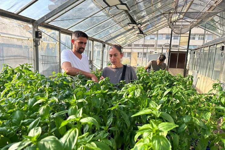 Genesis Seeds fights downy mildew with new basil varieties Genesis Seeds fights downy mildew with new basil varieties
