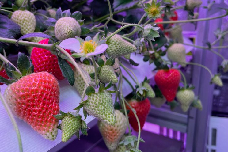Innovate UK-funded project to boost strawberry plant yield