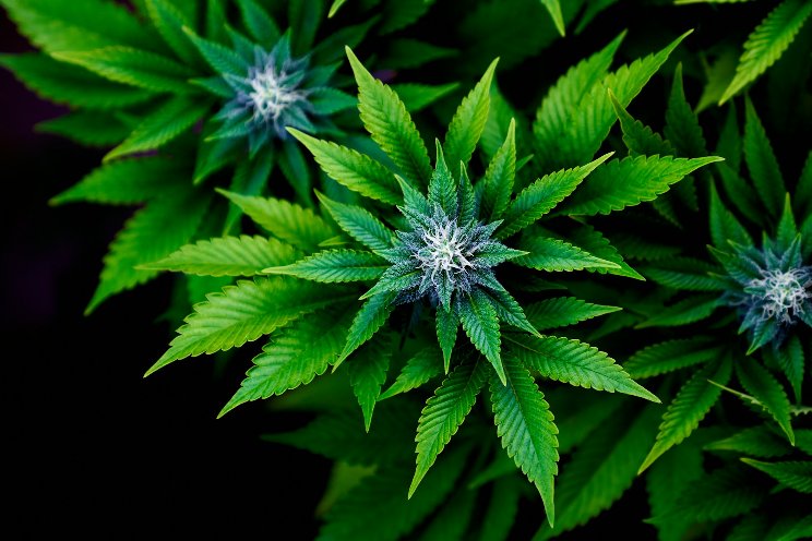 Is medical cannabis reform on Spain's horizon? Is medical cannabis reform on Spain's horizon?
