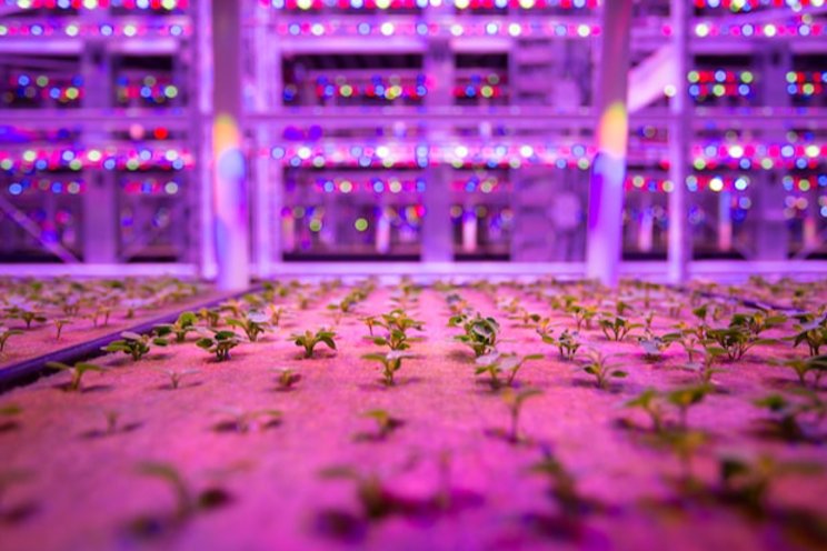 Another vertical farm comes to Saudi Arabia
