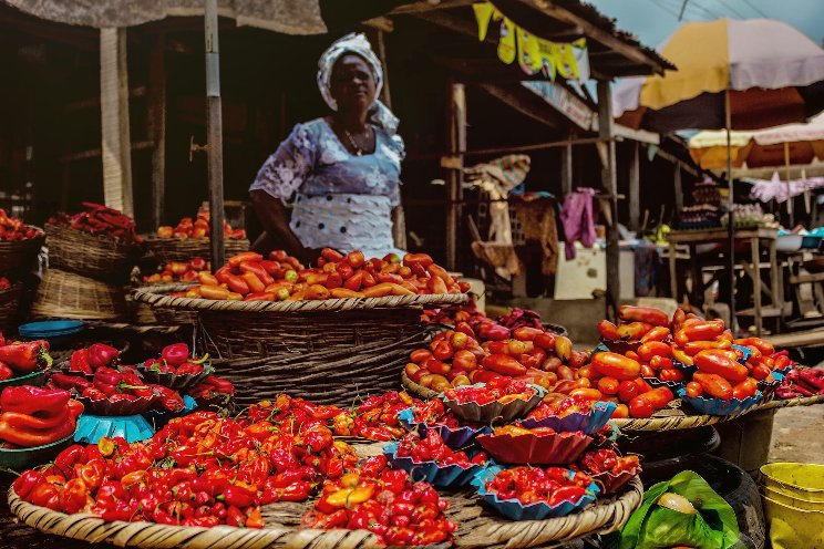 Nigeria's 60% tomato losses spotting chances Nigeria's 60% tomato losses spotting chances