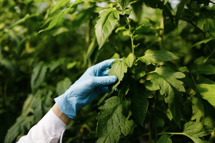 Tips on mitigating spring Botrytis concerns Tips on mitigating spring Botrytis concerns