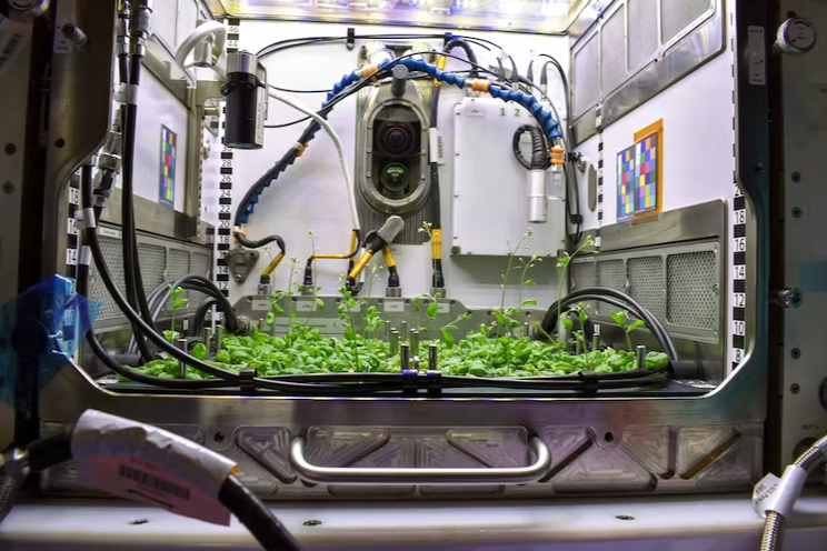 LED Horti: It’s in the space station’s DNA